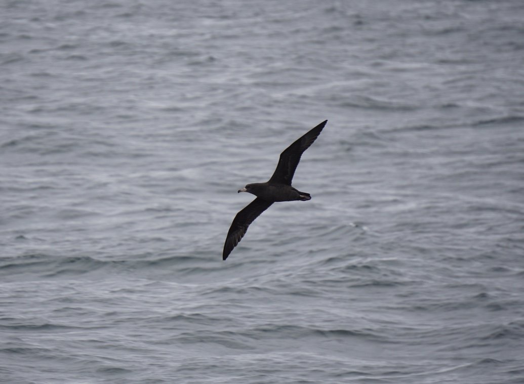 Flesh-footed-shearwater